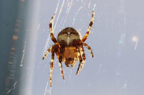 Cross Orbweaver