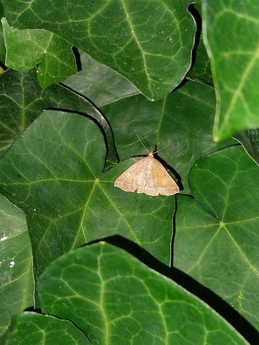 Plumed Fan-foot, Westerpark, 4814 Breda, Nederland, photo 9 of 10