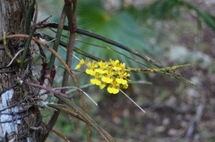 Trichocentrum cebolleta
