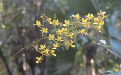 Trichocentrum cebolleta