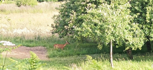 Western Roe Deer