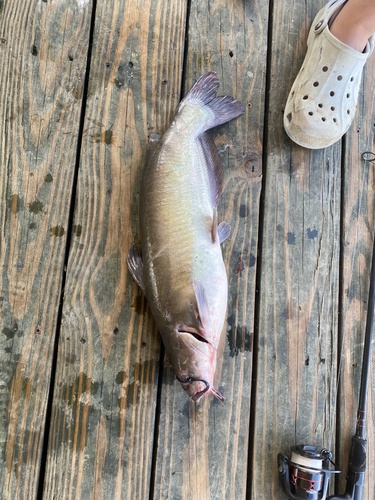 Channel Catfish