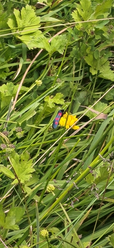 Five-spot Burnet