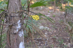 Trichocentrum cebolleta