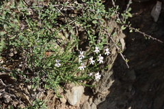 Jamesbrittenia microphylla