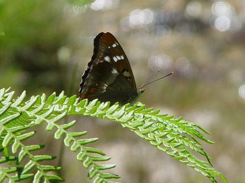 Lesser Purple Emperor