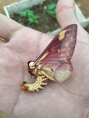 Citheronia phoronea