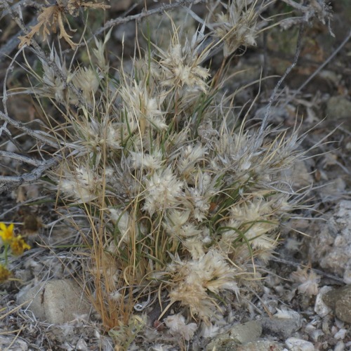 Fluffgrass