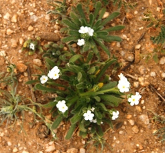 Plagiobothrys collinus