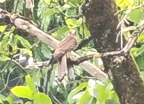 Eurasian Kestrel