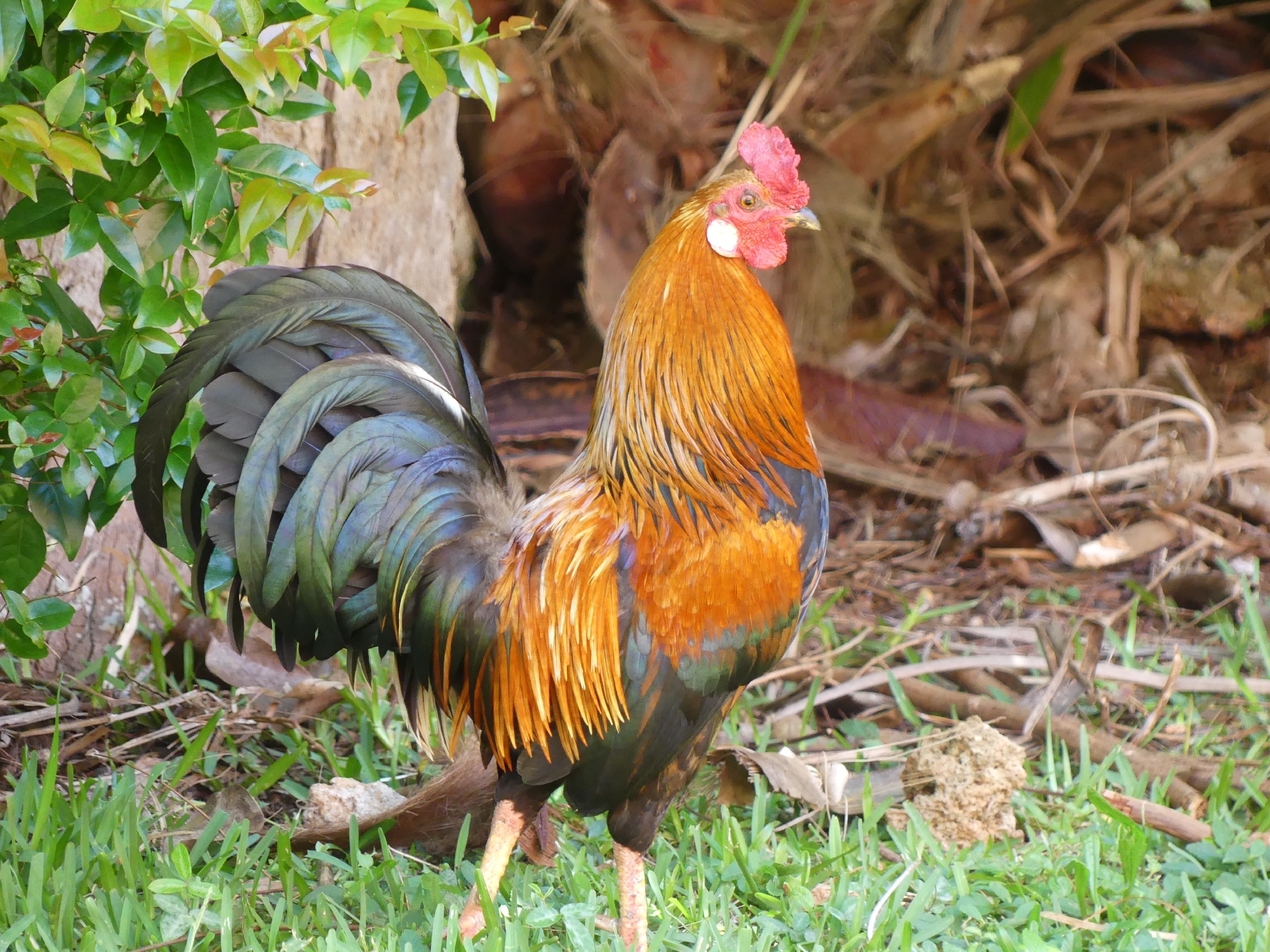 宮嶋仁志 卵屋 G.G.D Gallus Gallus Domesticus Gallus gallus domesticus
