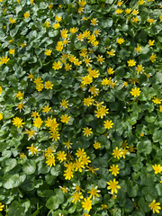 Ficaria verna