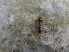 Temnothorax schaumii