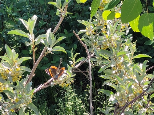 Red Admiral