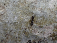 Temnothorax schaumii