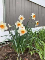 Narcissus poeticus