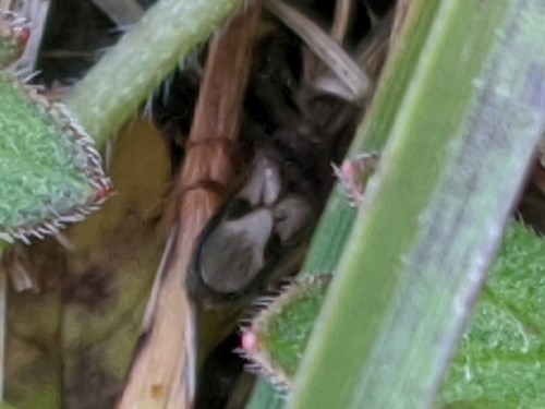 Hairy Chinch Bug photo 5