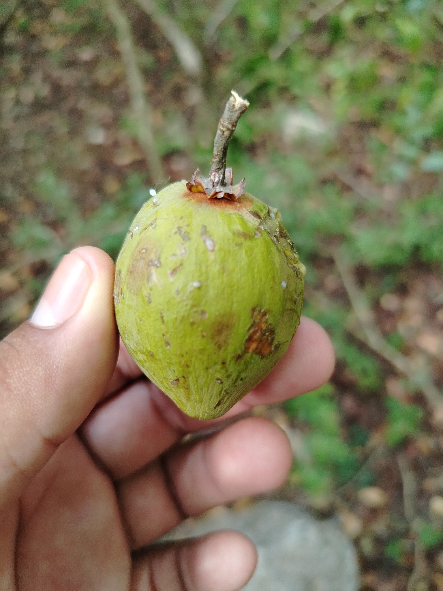 Imagem de canistel