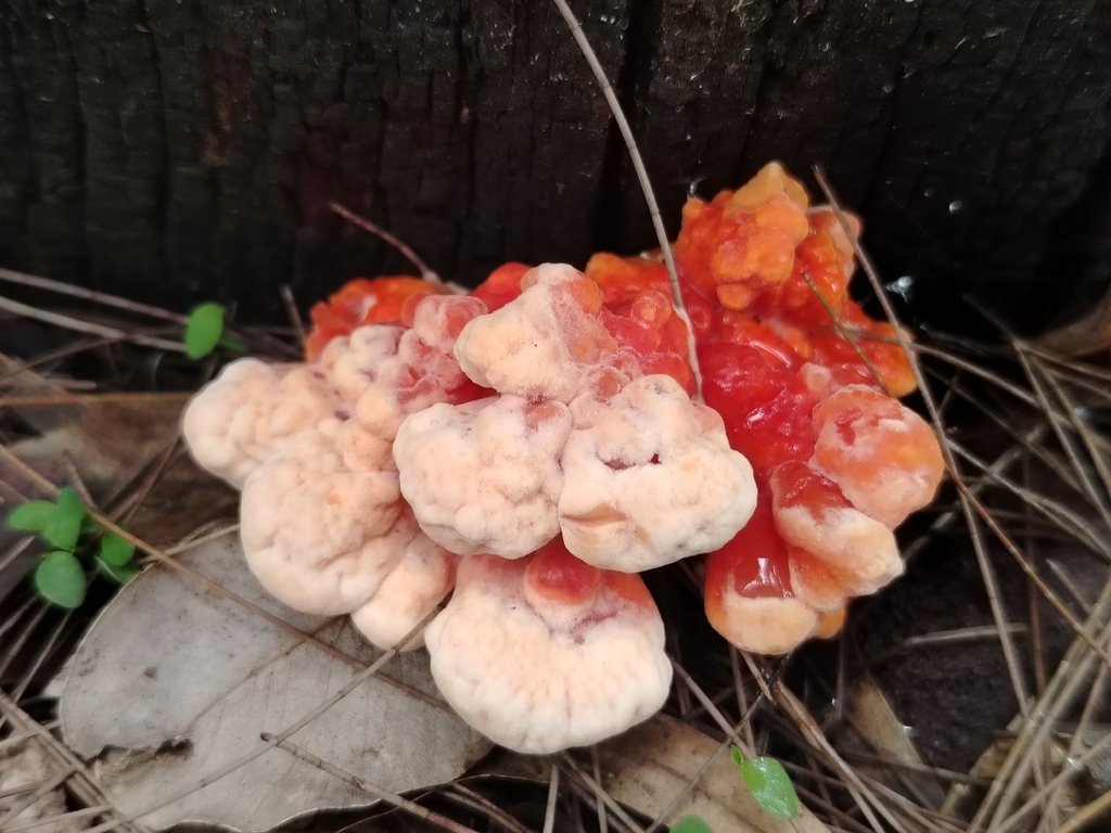 Western Hardwood Sulphur Shelf · June 2026 · photo: Photo: (c) Carlos Martínez, some rights reserved (CC BY) · iNaturalist