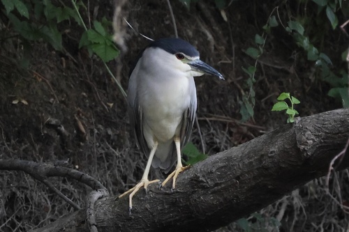Black-crowned Night Heron