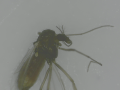 Diptera