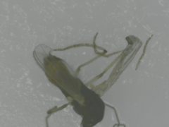 Diptera
