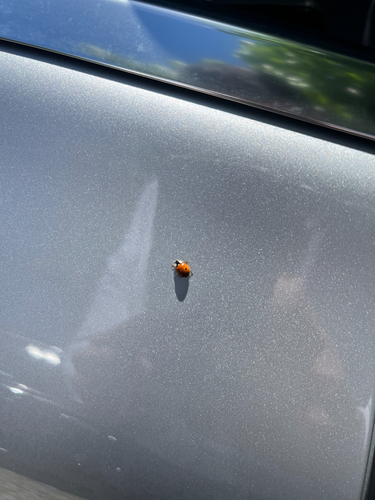 Two-spotted Lady Beetle