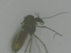 Diptera