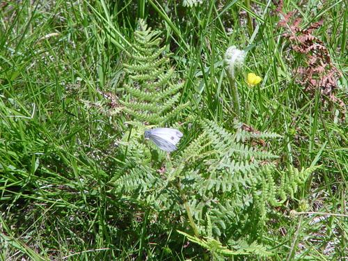 Green-veined White