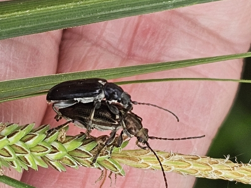 Lustrous reed beetle photo 5