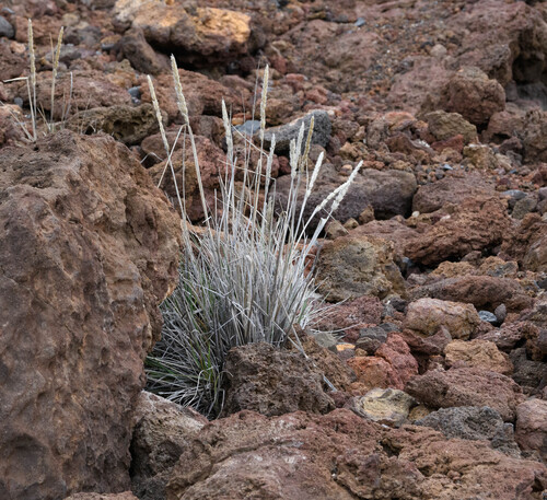 Trisetum glomeratum observed 2026-04-19