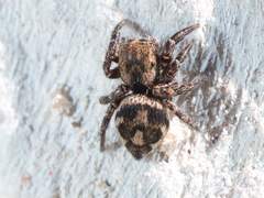 Habronattus fallax