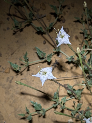 angel trumpets