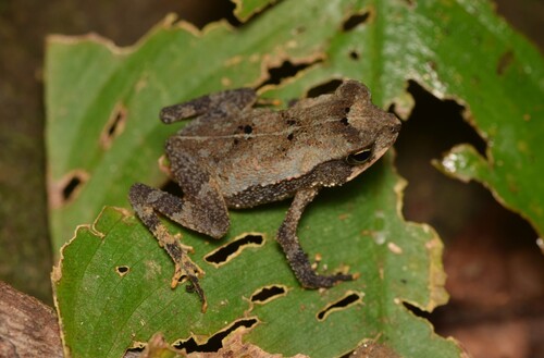 Honduras Rainforest Toad, Incilius leucomyos