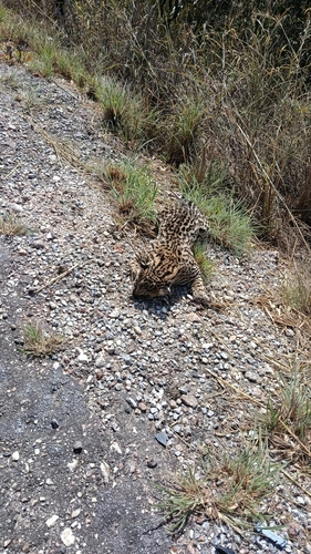 South American Ocelot