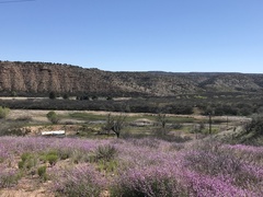 Matthiola longipetala