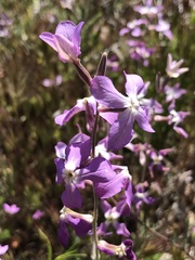 Matthiola longipetala