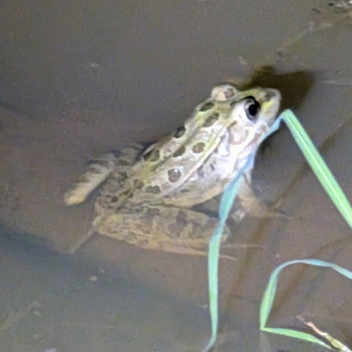 Rio Grande Leopard Frog