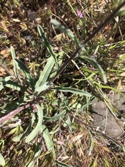 Matthiola longipetala