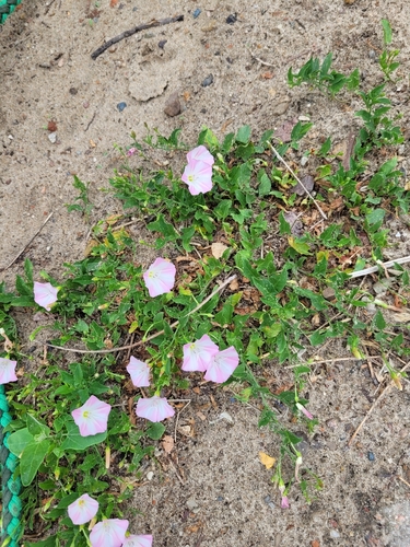 field bindweed