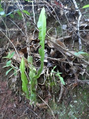 Baccharis trimera