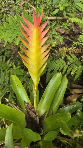 Vriesea erythrodactylon