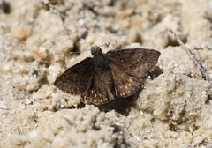 Erynnis brizo