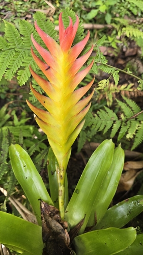 Vriesea erythrodactylon, photograph 2