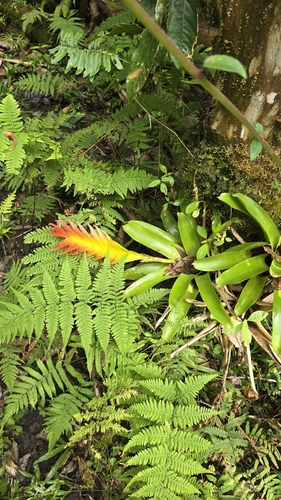 Vriesea erythrodactylon, photograph 3
