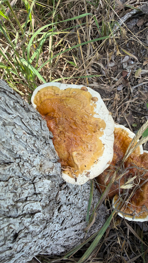 Ganoderma sessile · June 2026 · photo: Photo: (c) IDClaire, some rights reserved (CC BY) · iNaturalist