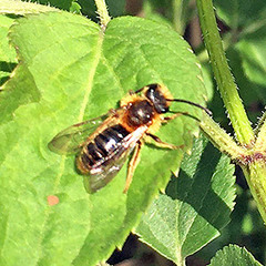 Andrena haemorrhoa