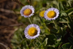 Erigeron glaucus