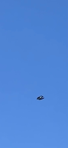 iNaturalist observation photo of Tree Swallow