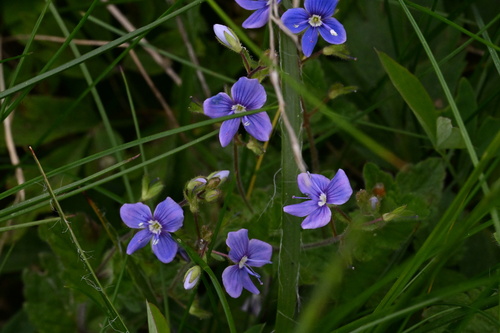 Germander Speedwell